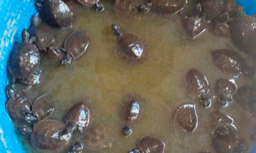 Tortugas 020